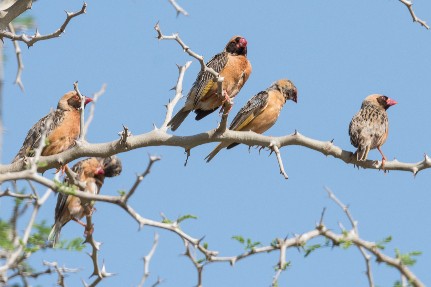 Travailleurs à bec rouge (Red-billed queleas, Quelea quelea), mâles nuptiaux dont 3 à masque noir et bande frontale, Brousse de Somone, Région de Thiès, Sénégal. 